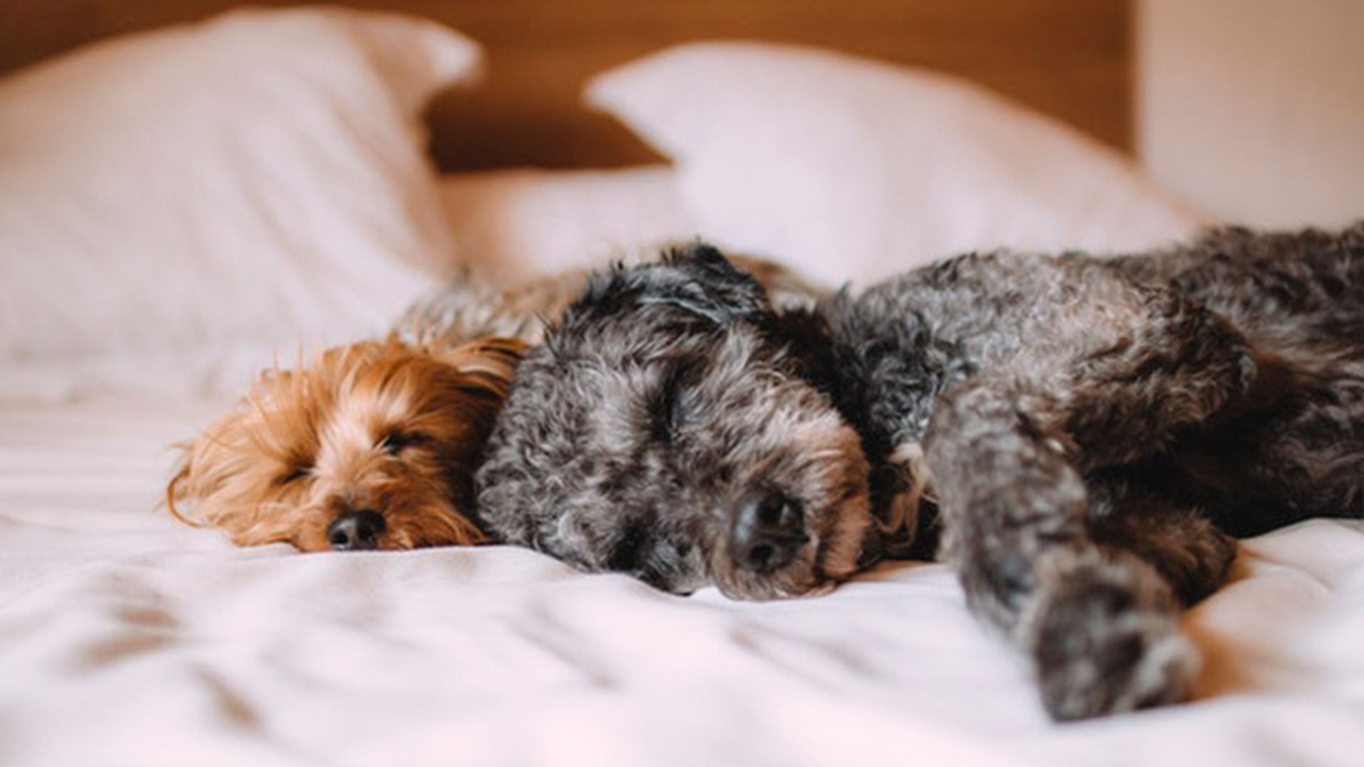 Raye Apartment's Pet Policy